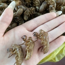 大号蝉蛹水洗二遍