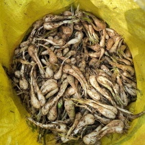 荞头种，鸡腿荞种