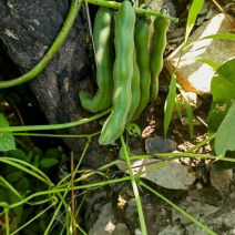 找收购狗爪豆经销商