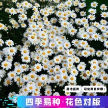 大滨菊种子多年生宿根花卉花草景观绿化耐寒庭院观洋甘菊花种花籽