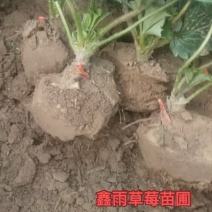 大叶红颜草莓苗