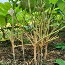 大通草白通草种苗基地直发江西通草种植湖南通草基地