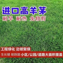 进口蓝标高羊茅草坪种子耐寒耐旱耐踏四季青护坡公园小区绿化草籽