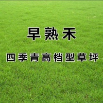 进口草坪种子四季青早熟禾草籽庭院别墅绿化肯塔基优美早