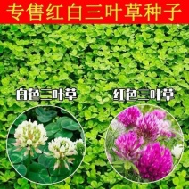 绿化草坪种子白三叶草种子红三叶草种子四季多年生车轴草种子草籽
