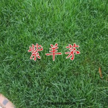 紫羊茅种子紫羊茅草种草籽紫羊毛种子四季常青护坡紫羊茅草坪种子