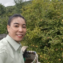 野生刺梨，两孩子要开学了，挣学费与90多岁老人的赡养费。