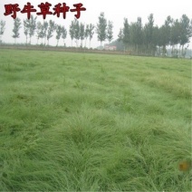 野牛草种子抗病虫易种植草坪种子耐磨耐践踏耐盐野牛草牧草种子