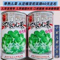 丁家儿菜种子早熟儿芽扁圆长形口感脆嫩儿菜种子早生娃儿菜种