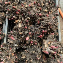 芍药种球批发9.9元基地直发包活量大优惠
