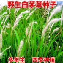 白茅草种子四季播易活坟头山坡杂草绿化针茅白毛草野生白茅根种籽