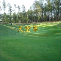 正宗天堂草种子矮生百慕大草籽易种耐践踏不用修剪小区公园绿化