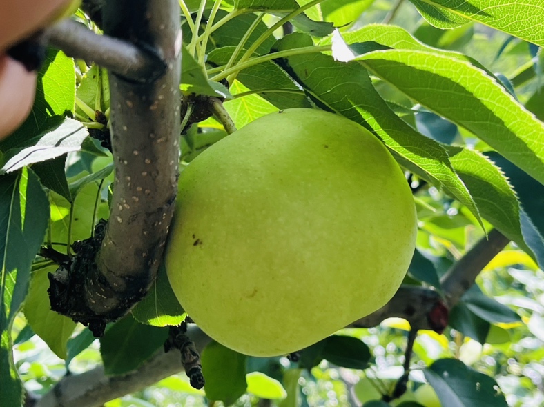 绿宝石梨产地在是哪里?揭秘高品质绿宝石梨的原产地与独特优势