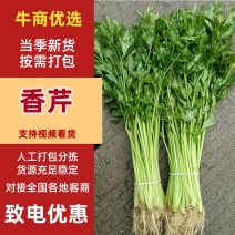 芹菜香芹，当季新货美味，量大从优，欢迎江浙沪皖来电订购！