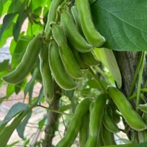 狗爪豆基地，欢迎老板前来订购