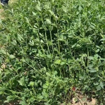 进口大叶赖寒赖汗新鲜牧草鱼兔食用进口紫花四季耐寒嫩芽紫花苜蓿