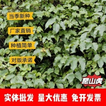 爬山虎种子厂家一手货源批发品质保证价格美丽欢迎电话咨询
