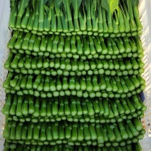 基地直销菜心