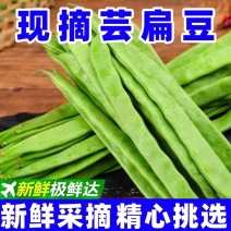 云南高山扁豆/产区直发/货源充足/欢迎选购
