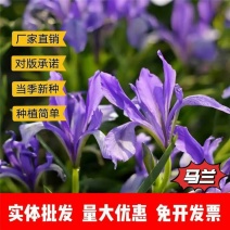 马兰花种子厂家资源一手货源批发品质保证价格便宜欢迎联系
