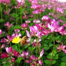 水稻田紫云英种子红花草食用野菜养蜂蜜源固氮绿肥植物高产草籽种