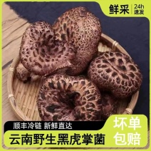 AAA级野生黑虎掌菌老饕挚爱香气独特浓烈酒店会所…