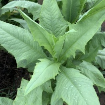 苦麻菜种子养鸡鸭鹅牧草鸡鸭鱼猪鹅苦麦菜鹅菜苦麦菜