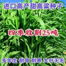 进口大力士甜高粱种子牧草种子饲用甜高粱草籽猪牛羊牧草大蒜种子