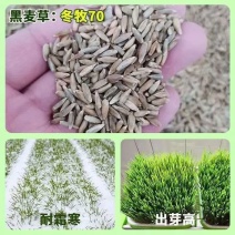 冬牧70黑麦草种子耐寒耐旱四季宽叶黑麦草养牛羊鱼兔牧草种子批