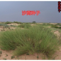 沙蒿种子别名:漠蒿种子、薄蒿、草蒿、荒地蒿、荒漠蒿种子