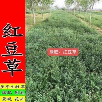 正宗红豆草种子绿肥种子饲草四季耐寒耐旱红豆草籽种家畜高产草籽