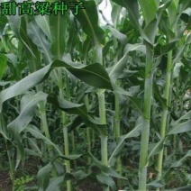 进口牧草种子大力士甜高粱种子饲用甜高粱草籽猪牛羊高产牧草种籽