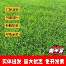 高羊茅种子厂家一手货源批发品质保证价格便宜欢迎联系合作