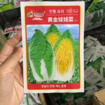 四季黄金娃娃菜种子早熟定植约50天收获南北方均可载