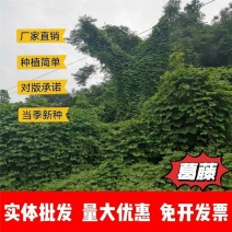 葛藤种子厂家一手货源批发品质保证价格便宜欢迎联系合作