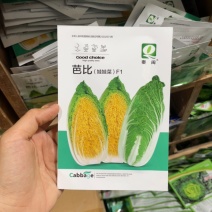 芭比娃娃菜种子黄心白菜种子大颗型阳台蔬菜种子