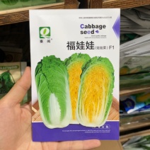 四季福娃娃菜种子原厂包装蔬菜种子生长快品质佳菜籽春夏