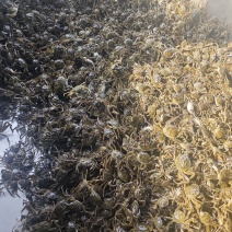 统货蟹苗有大有小，可以挑选，每天大量供应欢迎前来咨询