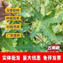 五角枫种子厂家一手货源批发品质保证价格便宜欢迎联系合作