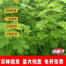 决明子种子厂家一手货源批发品质保证价格便宜欢迎联系合作