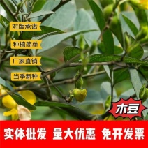 木豆种子厂家一手货源批发品质保证价格便宜欢迎联系合作