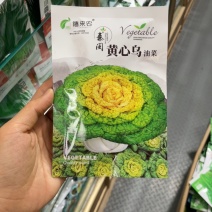 黄心乌种子塌菜种子乌塌菜菊花菜种子黄心菜种子淮南特色菜