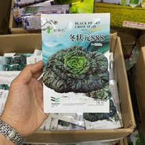 黑心乌菜种子黑油菜乌塌菜种籽黄心乌耐寒抗病高产秋季播蔬菜