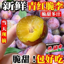 山东脆红李子红李子产地现摘现发货糖度十八以上，离核