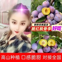 山东李子精品小红脆李子脆红李子高山种植大量现货，欢迎订购