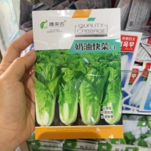 奶油快菜种子小白菜籽四季速生耐热耐寒阳台庭院盆载