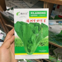 福州宽杆客家甜芥菜种子腌制酸菜咸菜庭院春秋四季易播蔬菜籽