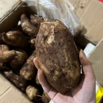 雪莲果大量降价对接各大平台一件代发专业服务品好价格优欢迎来点
