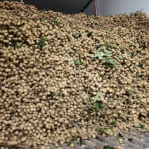大量石硖龙眼上市电商工厂货商超等产地直发