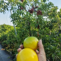 黄晶果